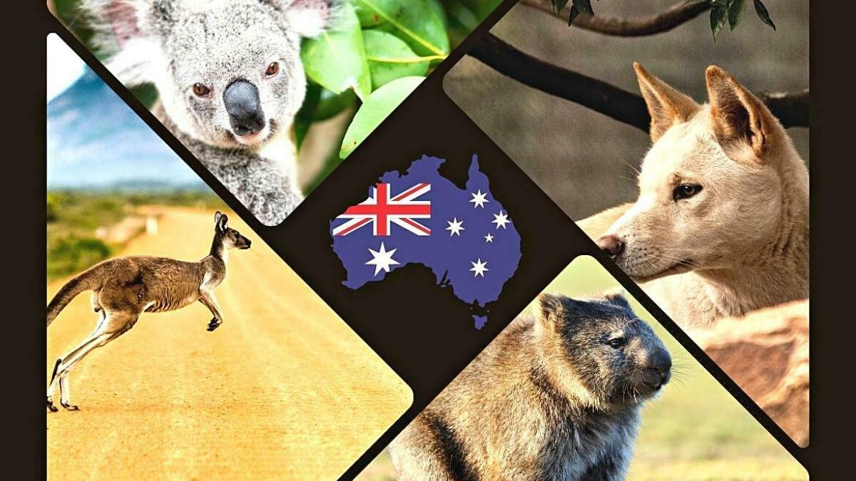 11 Native Animals of Australia, Some You've Never Heard Of - Kosmate