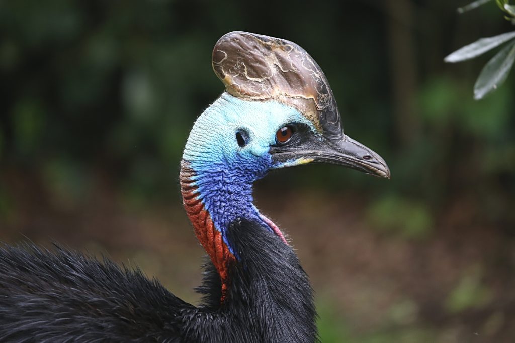 8 Facts About Southern Cassowary Australia You Didn t Know 8 Facts About Southern Cassowary Australia You Didn t Know