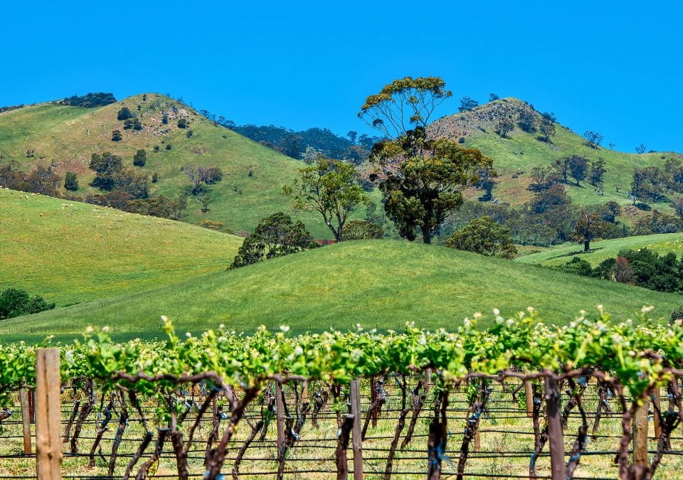 Top Wineries Arround Canberra