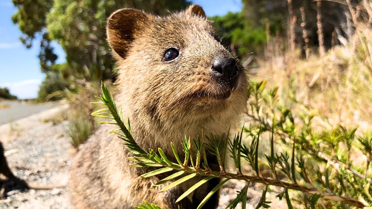 Quokka animals come from Australia
